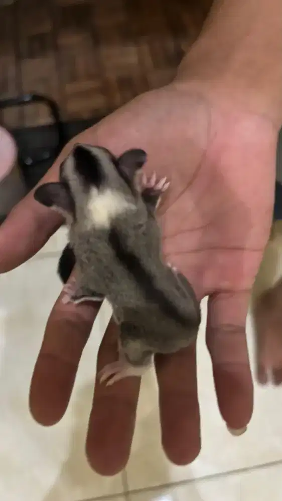 sugar glider mozaik