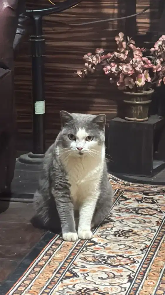 kucing bsh bicolor