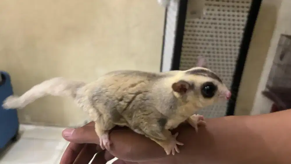 sugar glider sepasang