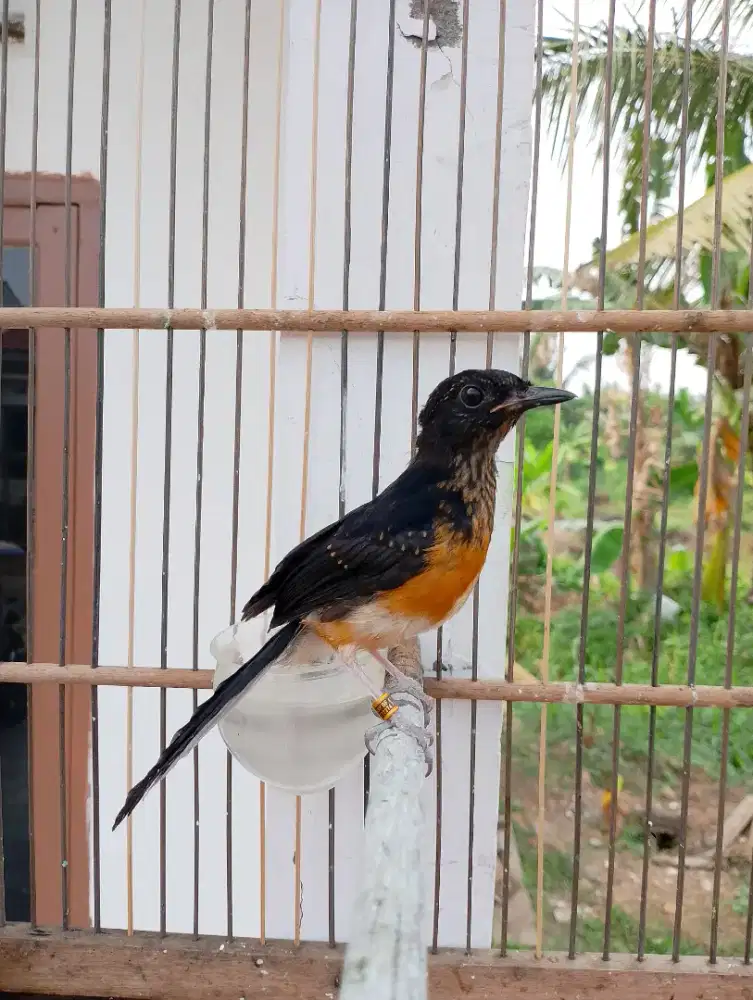 Trotol Murai Batu Jantan Medan x Balak 6 Umur 3 Bulan Poer Total