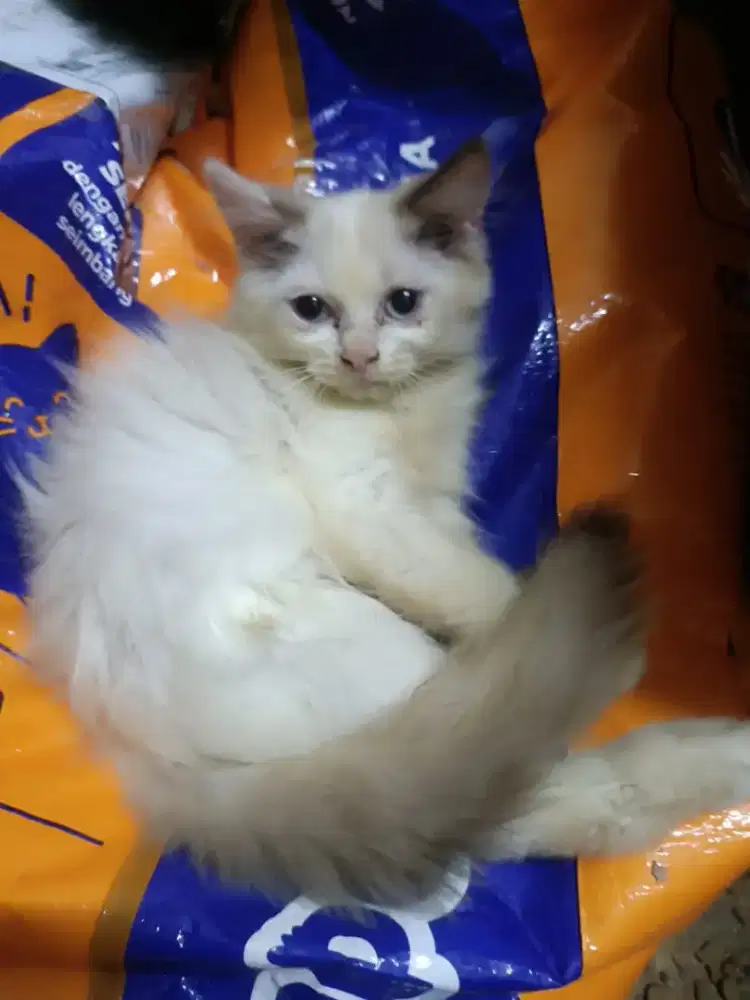 Lepas Adopsi 3 Kitten Usia 2 Bulan