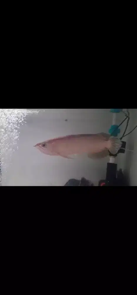 Arwana Grenfino cantik gondrong ekor uban size-+40cm