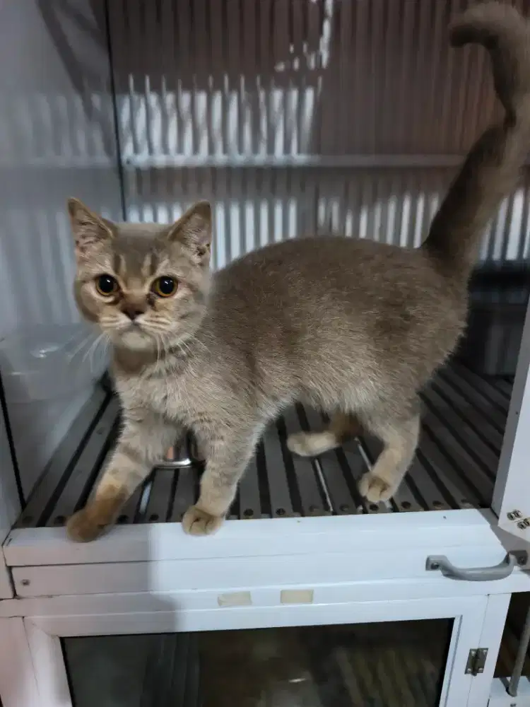 BSH LILAC BETINA BOGOR