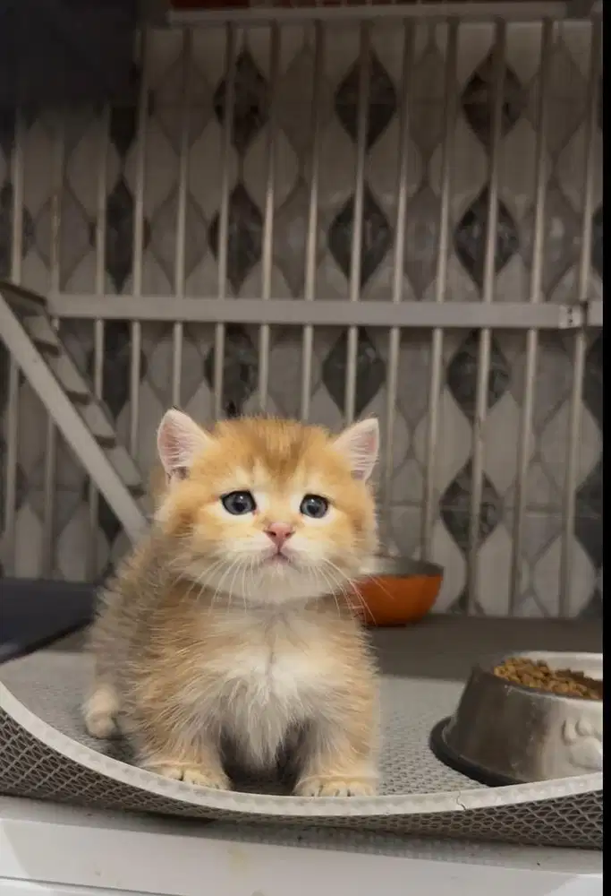 BSH MUNCHKIN GOLDEN JANTAN british shorthair gold