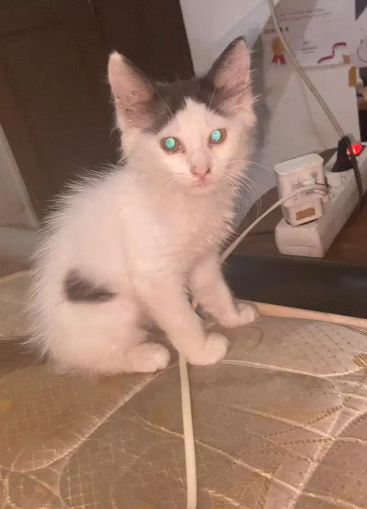 Kitten mixdome betinq