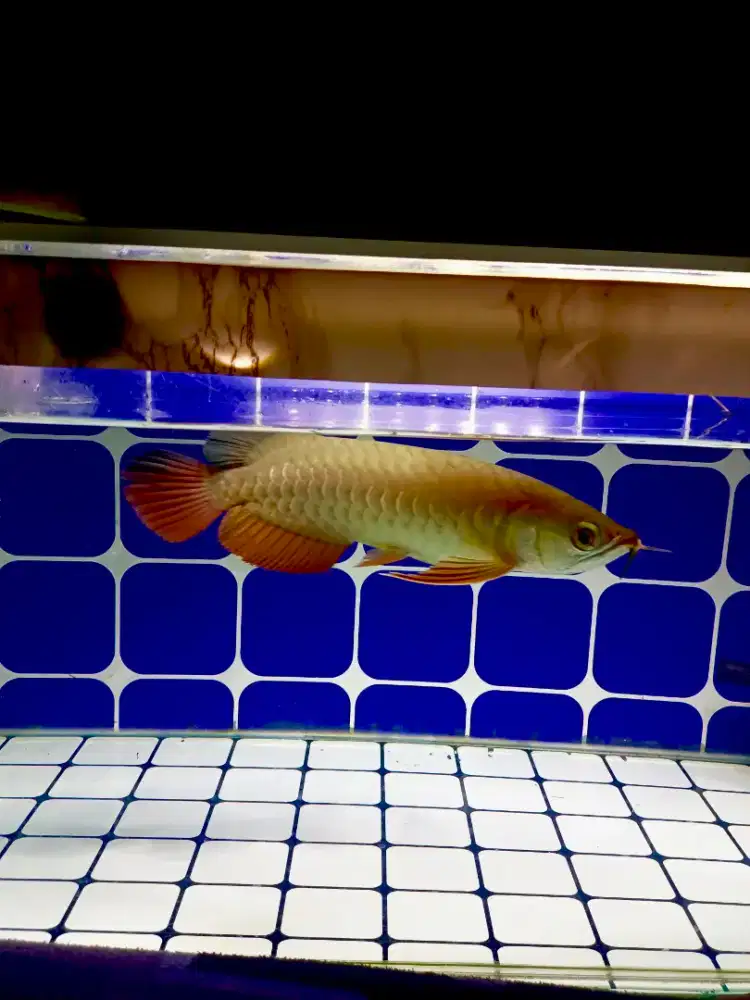 Ikan arwana golden red