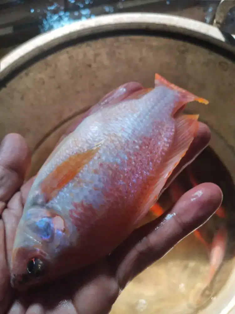 Bibit nila merah bangkok