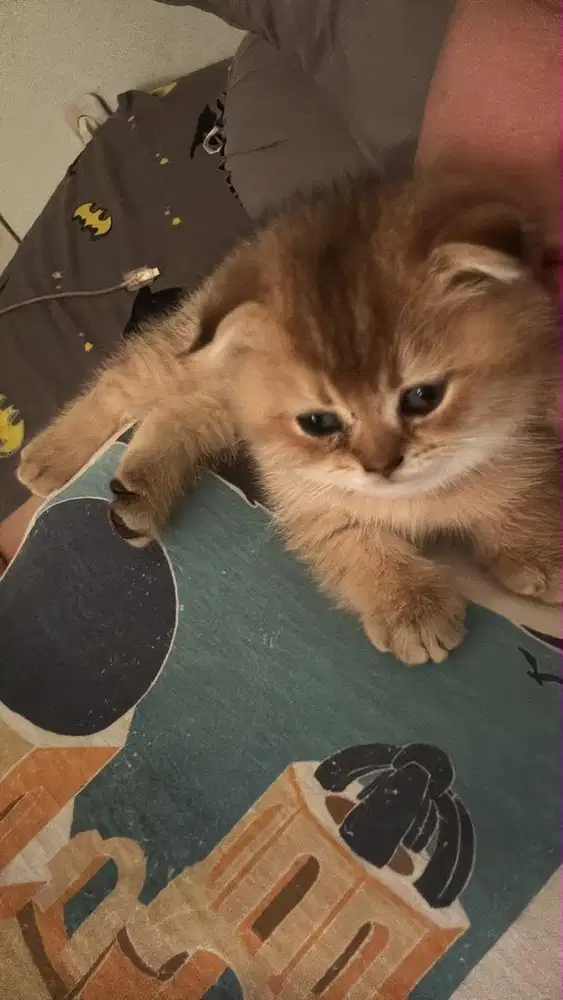 Anak kucing kitten scotiah fold golden