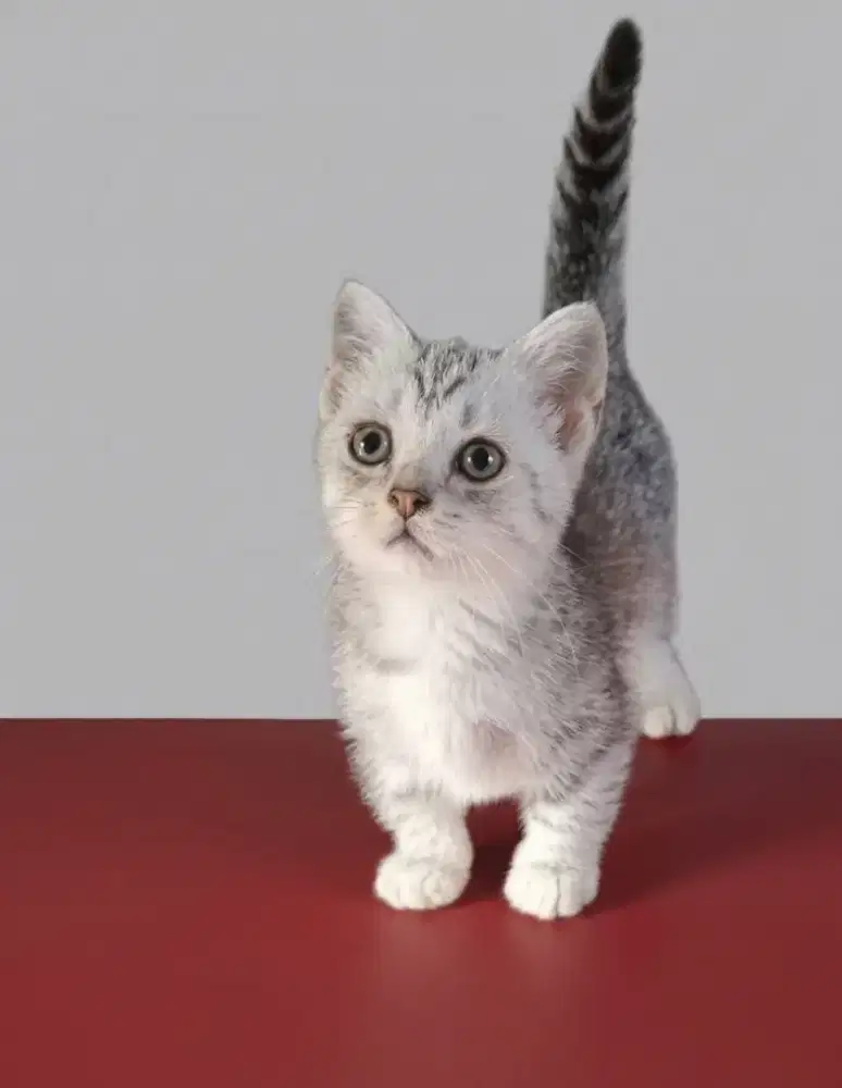Munchkin BSH Silver Tabby Female