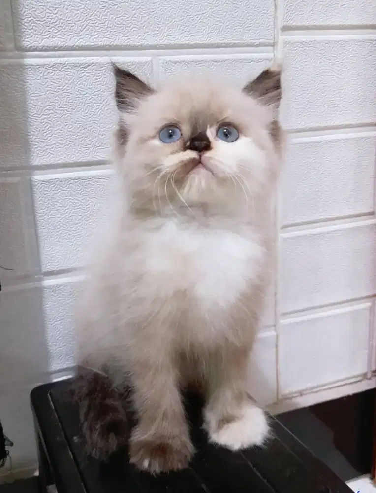 kucing himalaya #kittenlucu