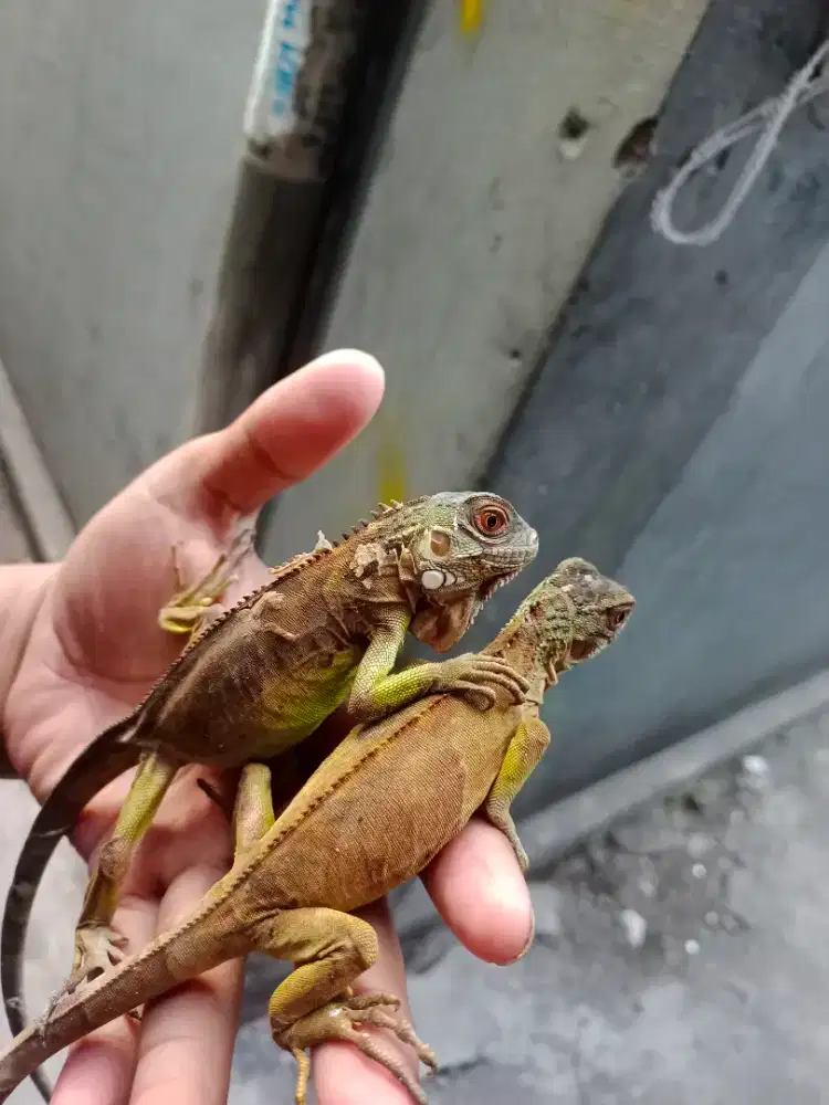 iguana green babyy