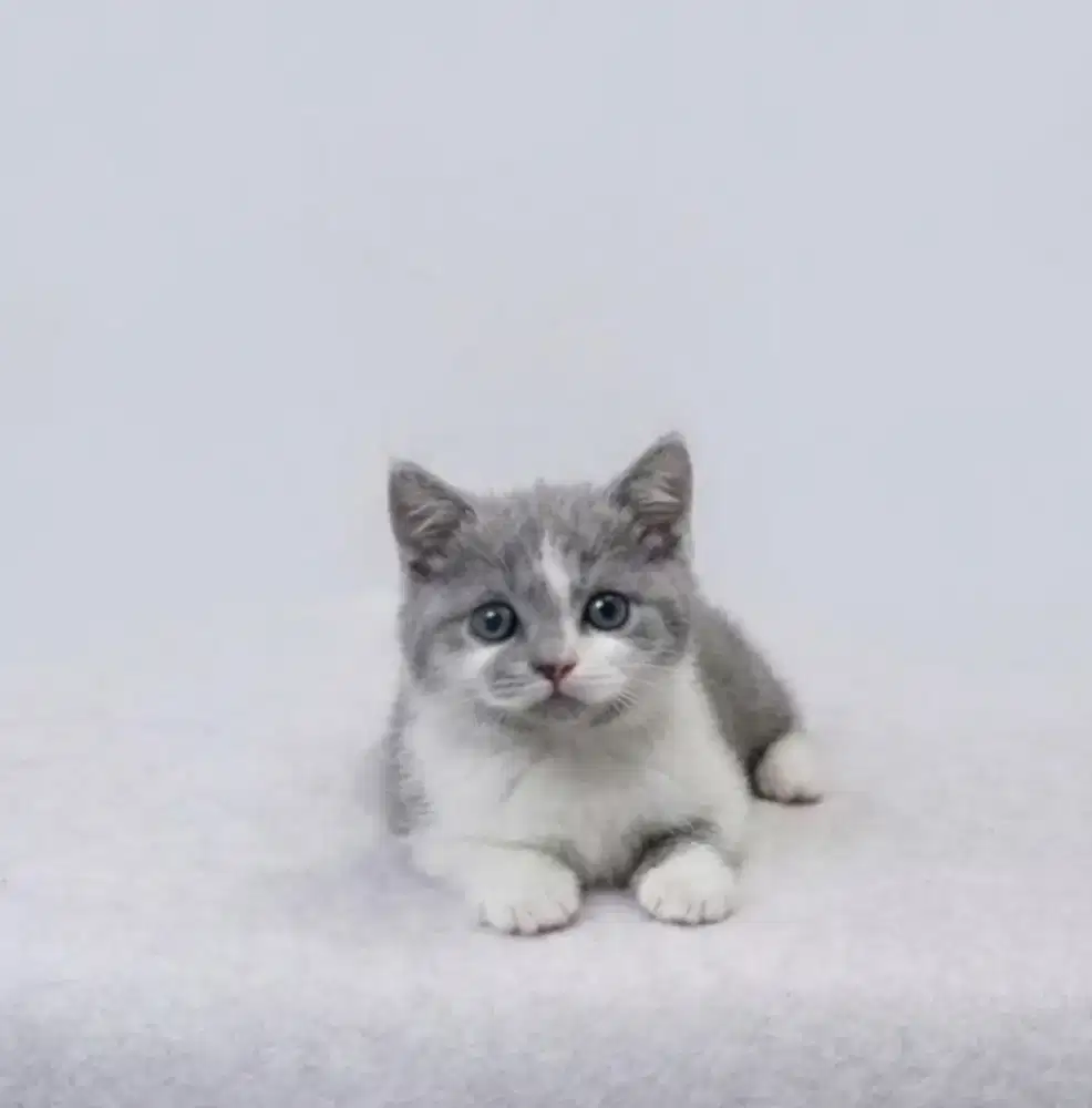 BSH Bicolor Blue Female Line Import