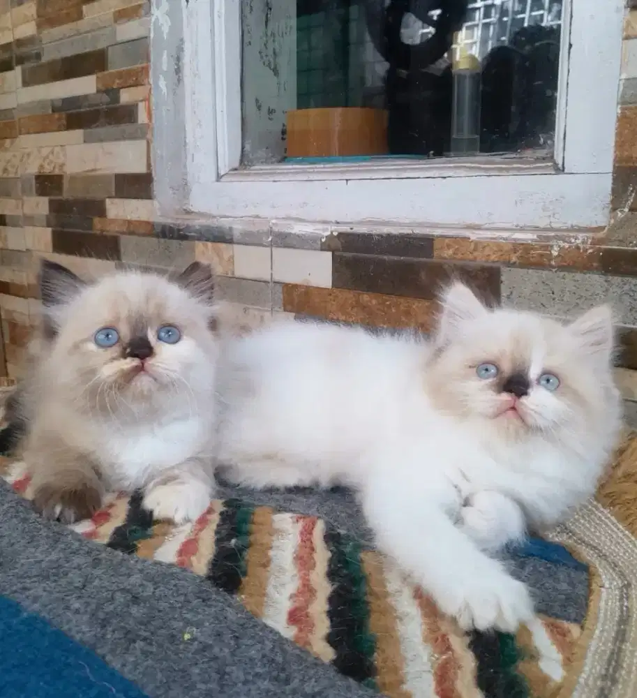 kucing himalaya #kitten