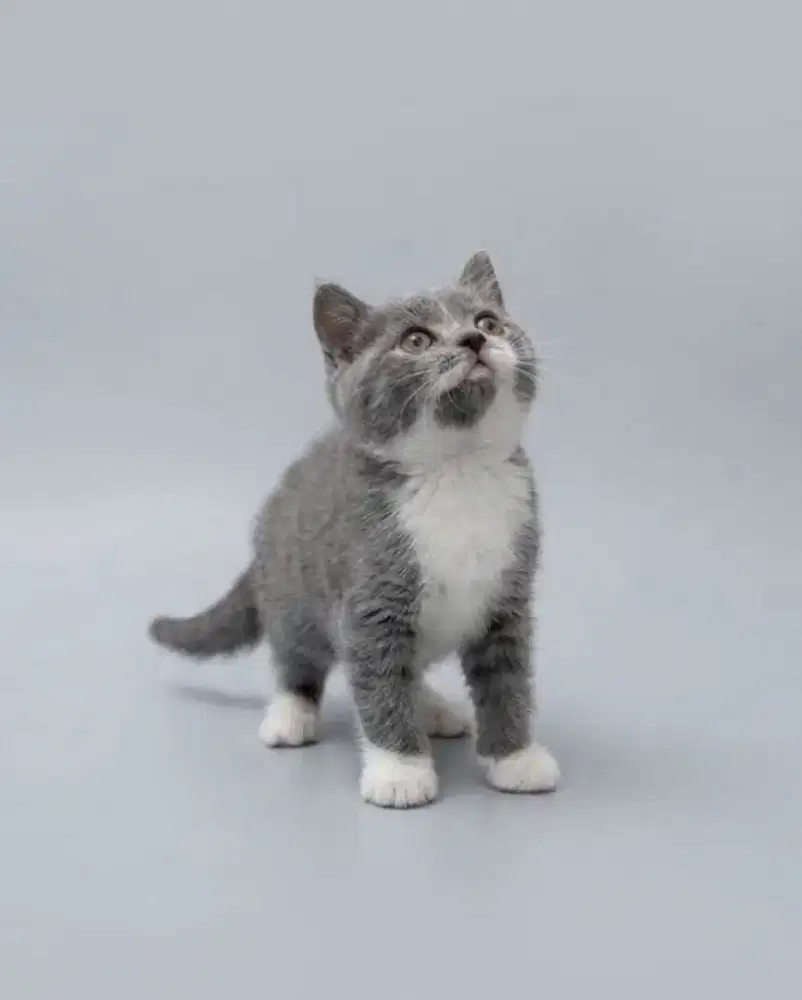BSH Bicolor Blue Female Line Import