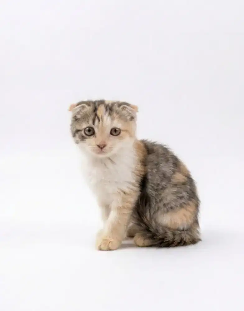 Scottish Fold Calico Betina