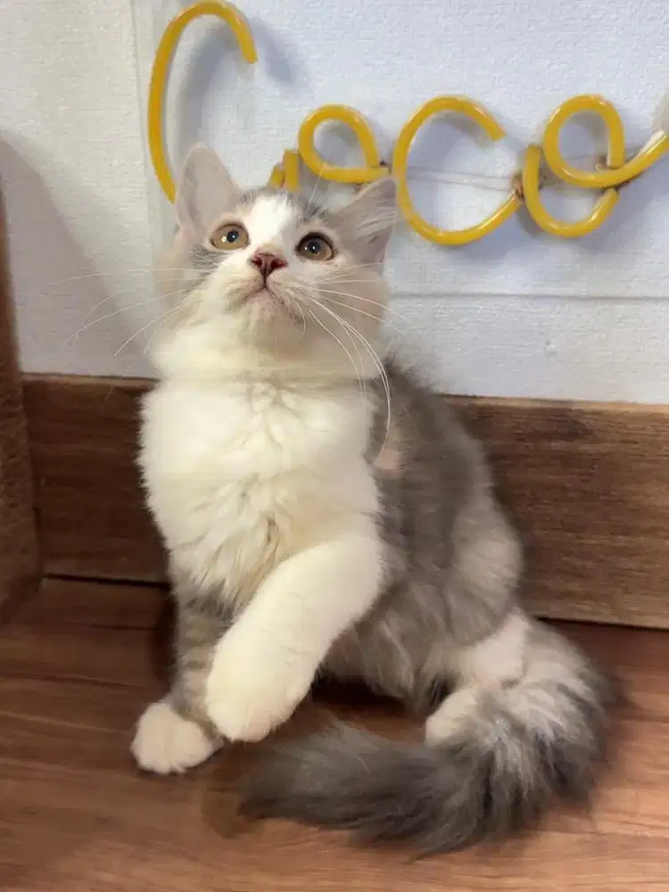 Kitten Kucing Persia
