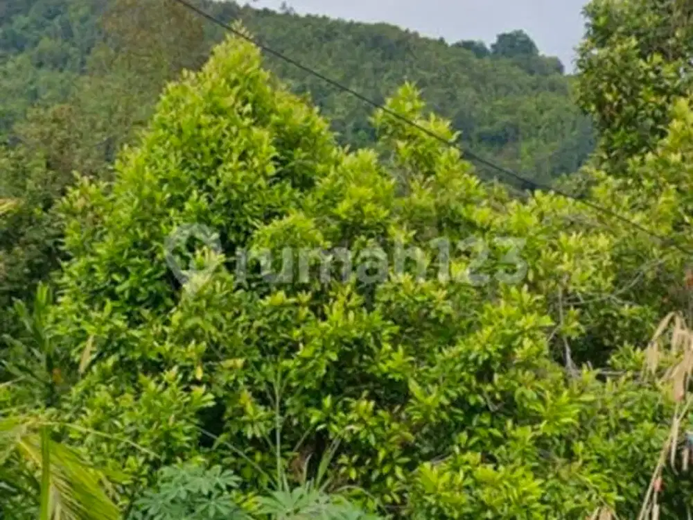Last Chance! 180Deg Ocean View Land 5000 Meter In Buleleng Bali