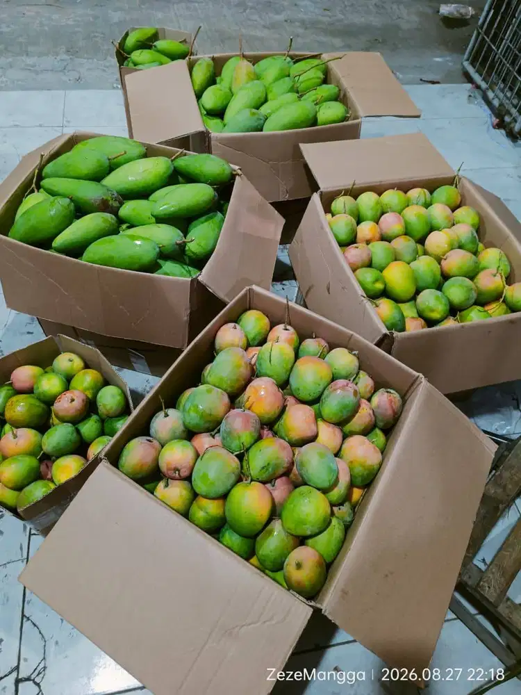 Mangga gedong gincu