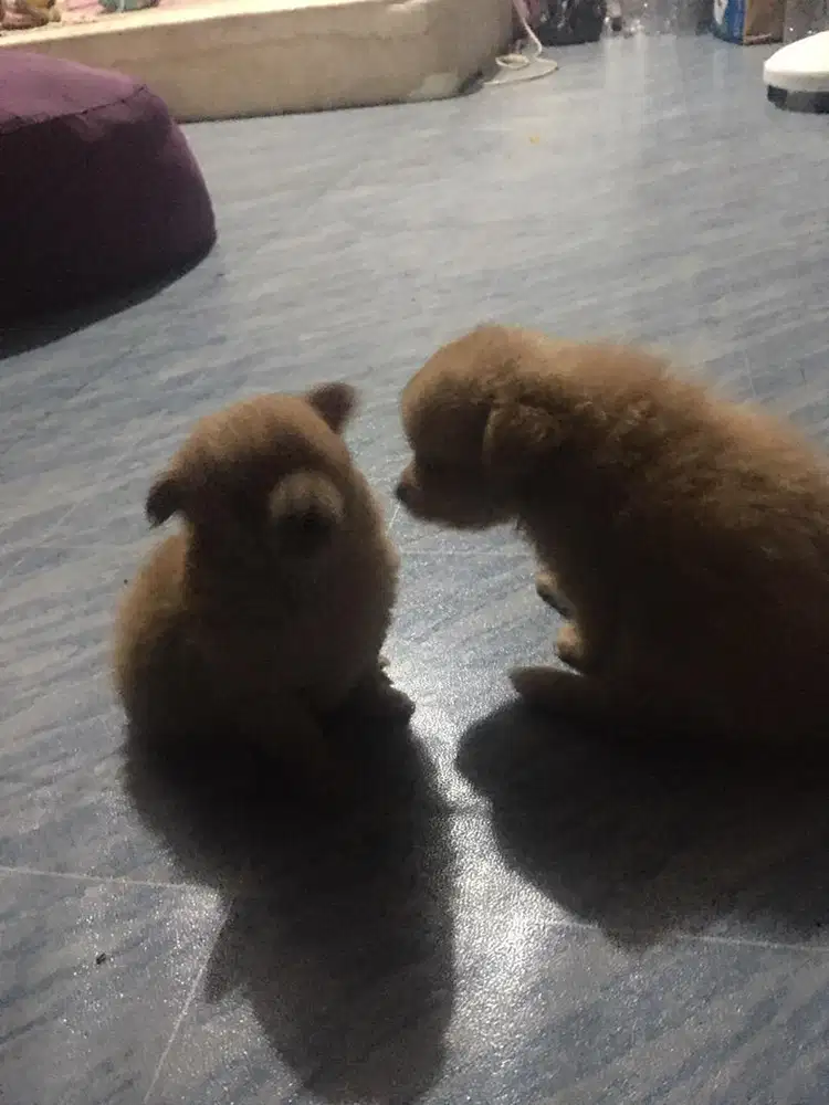 Anak anjing satu pasang