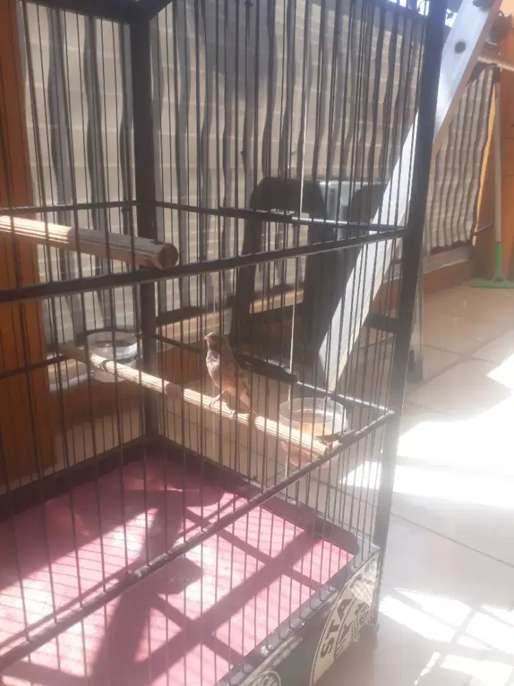 Jual burung black throat