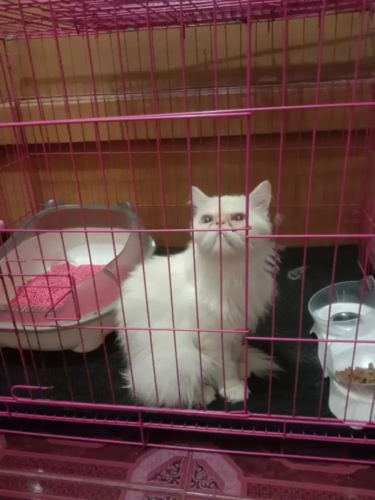 Peaknose betina white