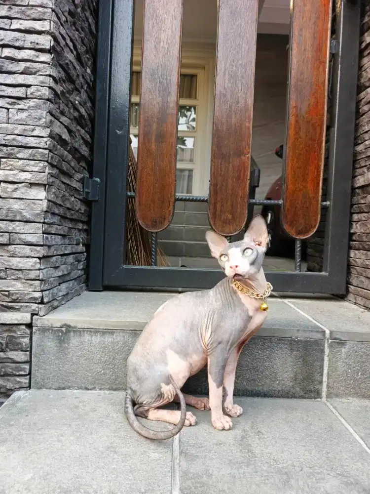 KUCING SPHYNX JANTAN