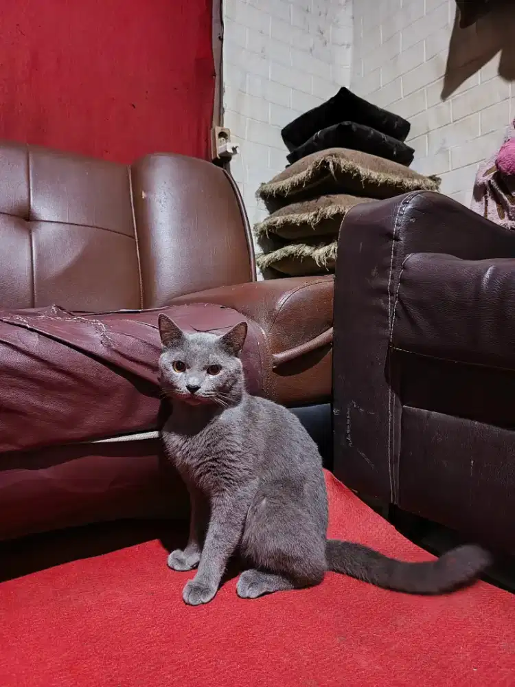 BSH (British Short Hair) JANTAN