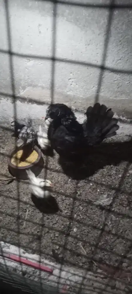 Kete betina bawa anak 7 ekor