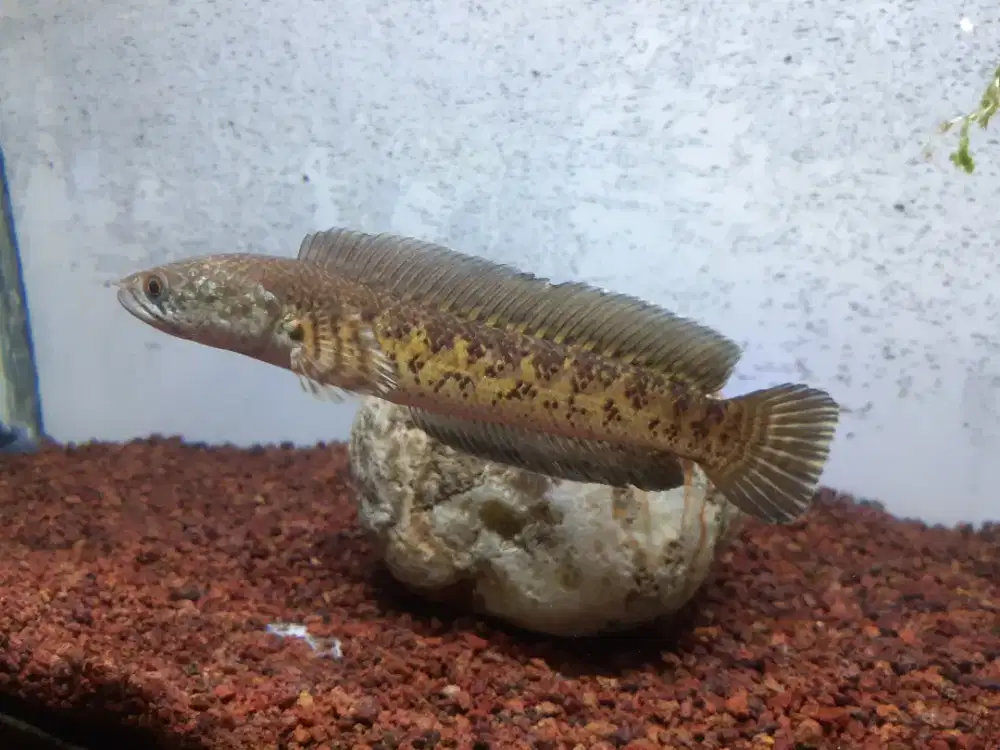 ikan channa auranti 17 18cm