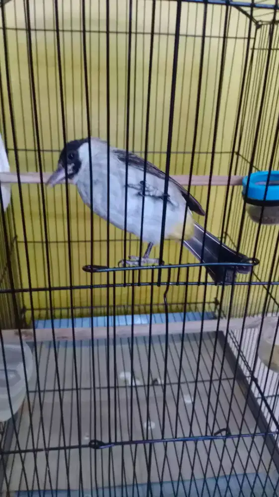 Burung Kutilang Jantan Gacor