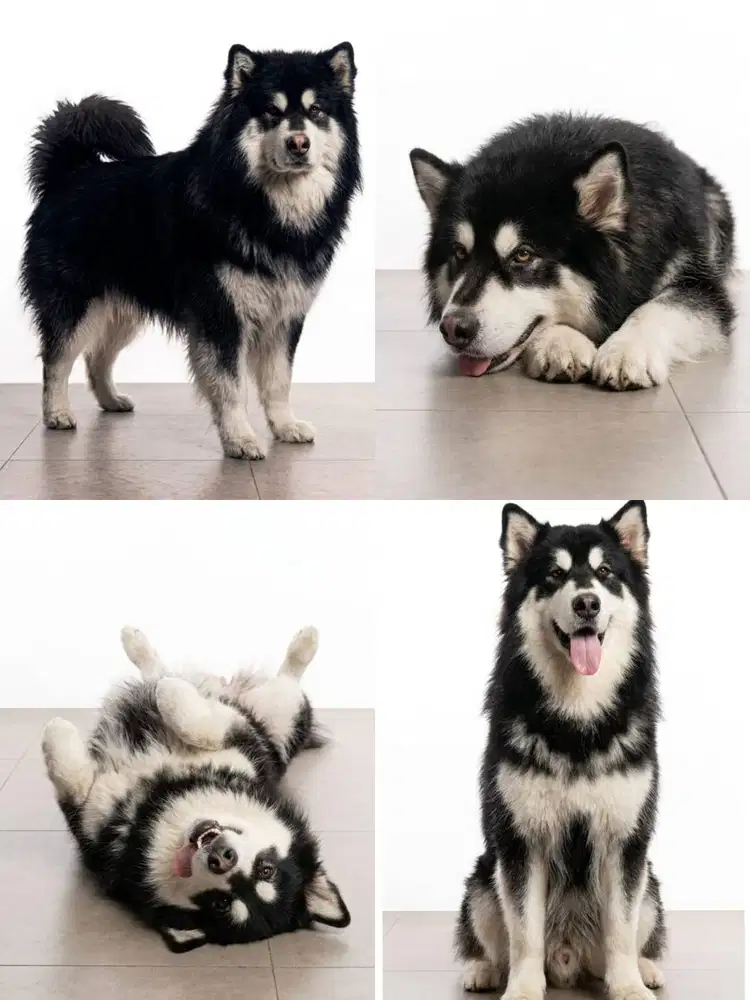 JUAL ALASKAN MALAMUTE