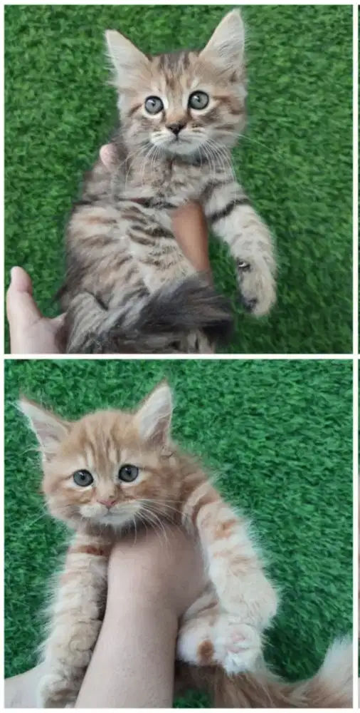 Kucing Persia medium usia jalan 3bln