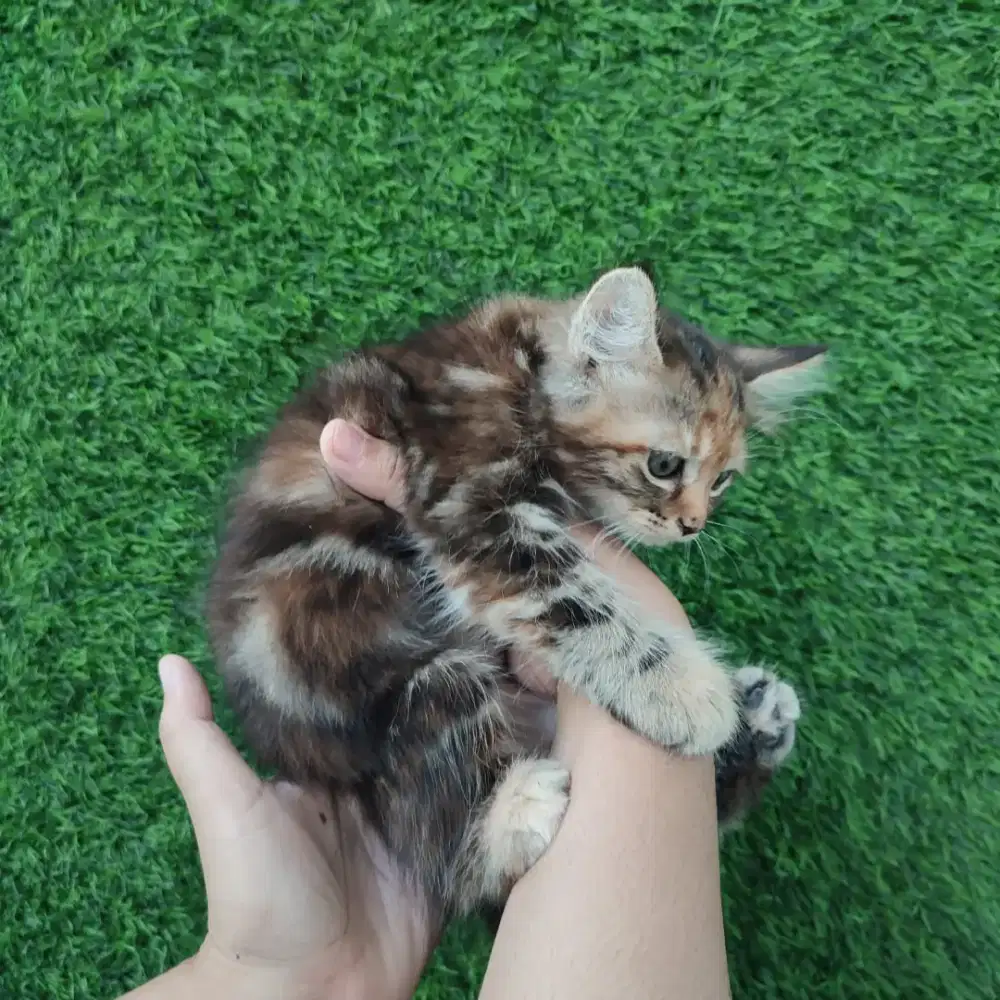 Kucing Persia medium usia jalan 3bln