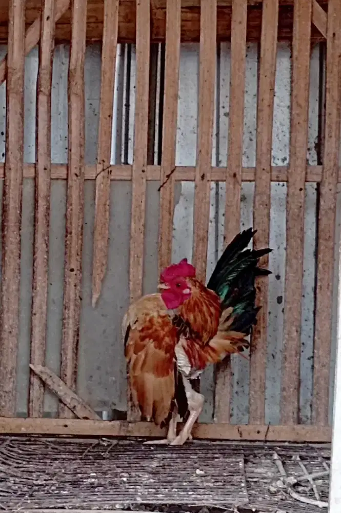 Ayam serama jantan