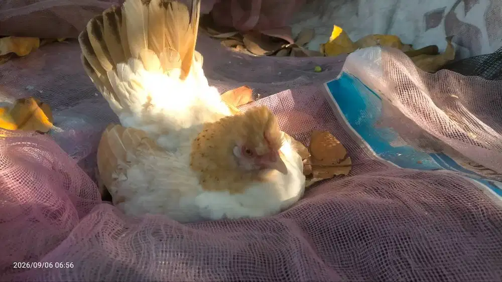 Ayam kate lokal persilangan poland