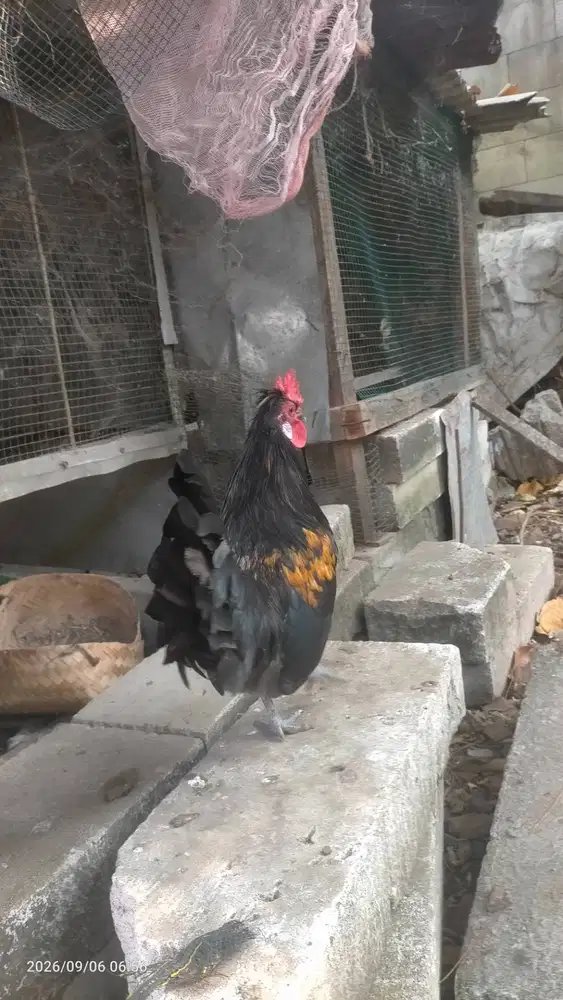 Persilangan ayam Kate vs poland