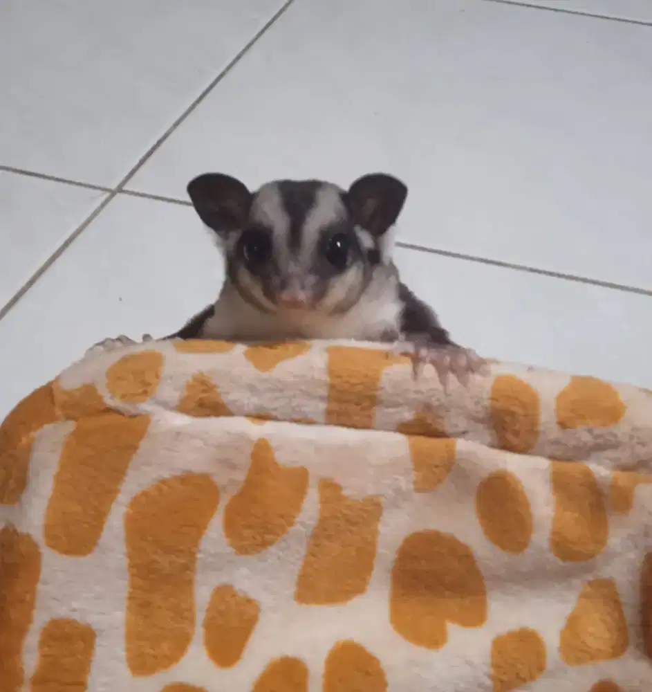 Dua ekor Joey Sugar Glider CG umur sekitar 23 hari betina