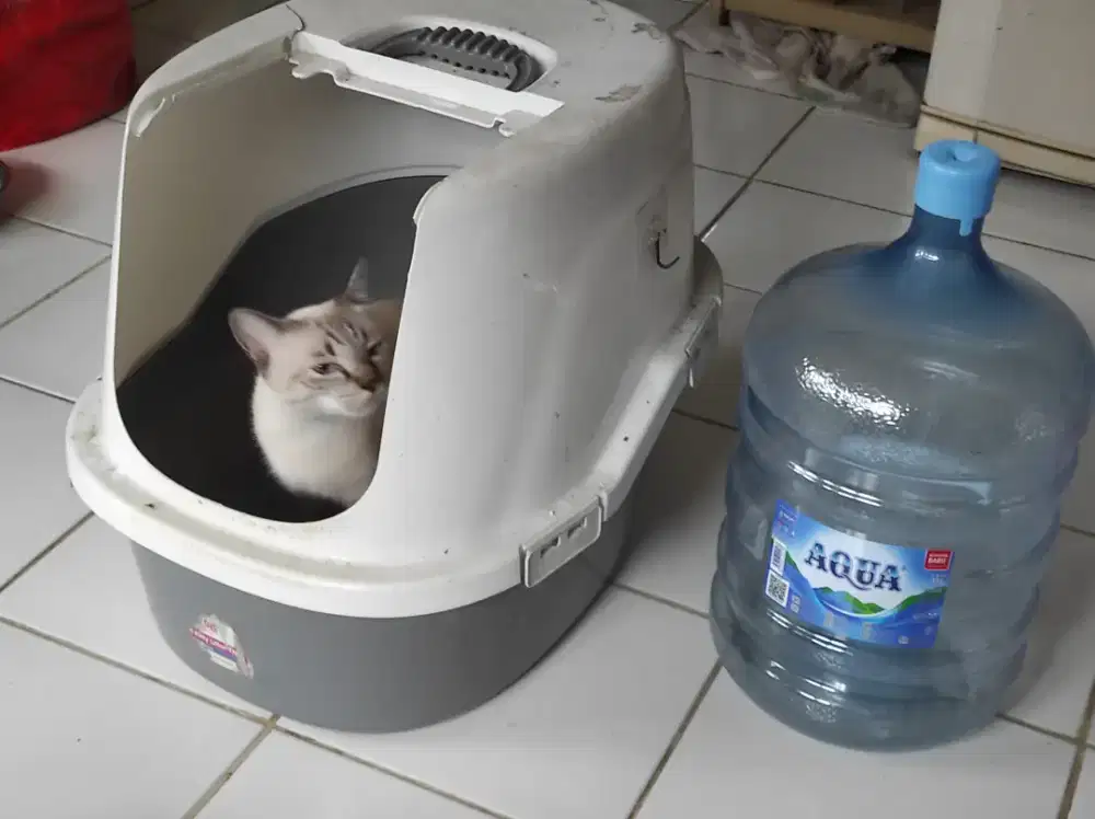 Bak Pasir Kucing Ukuran Besar