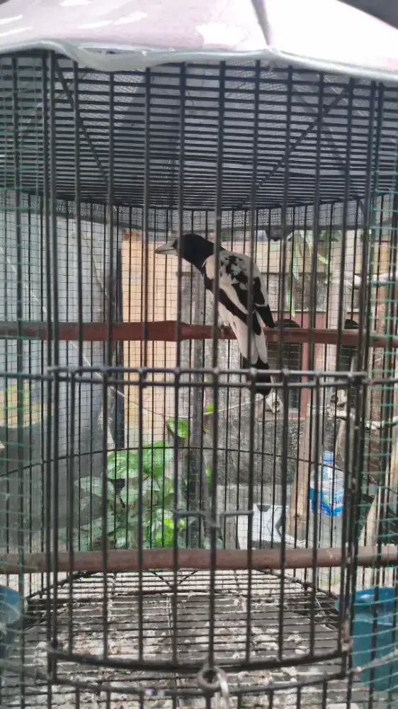 JUAL BURUNG JAGAL PAPUA GACOR
