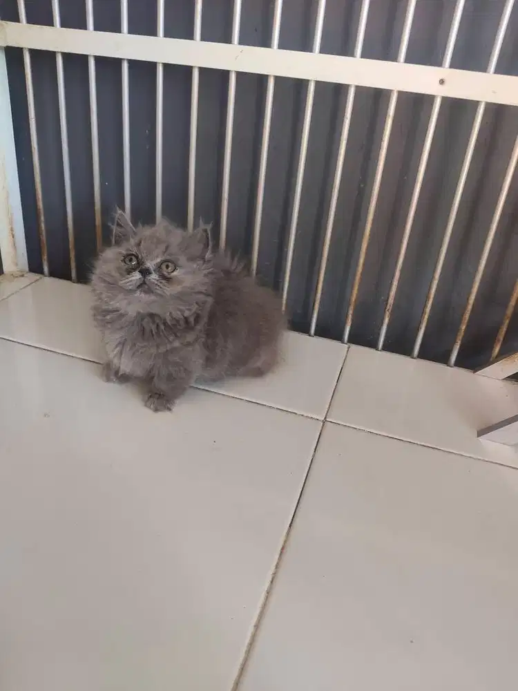 MUNCHKIN BRITISH LONGHAIR BETINA