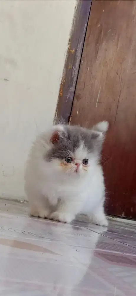 MUNCHKIN PEAKNOSE