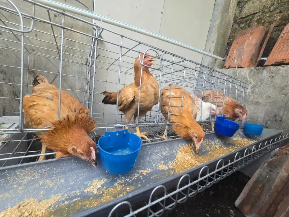 Ayam Elba Berina