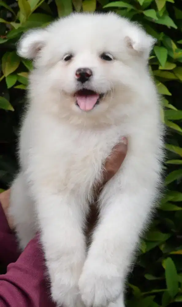 Samoyed putih salju betina •VICTORIA•