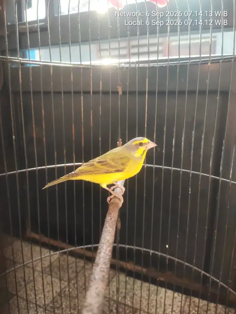 Burung muzambik muda gacor