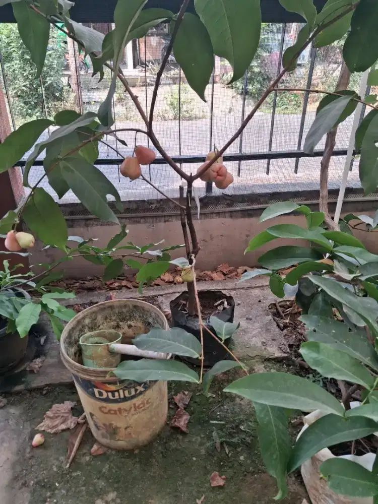 Dijual Tabulampot Jambu air jenis Kiojok,Mnasikana,Dalhari dll