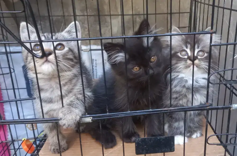Kucing anak Persia