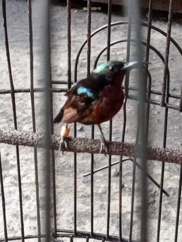 Jual burung konin