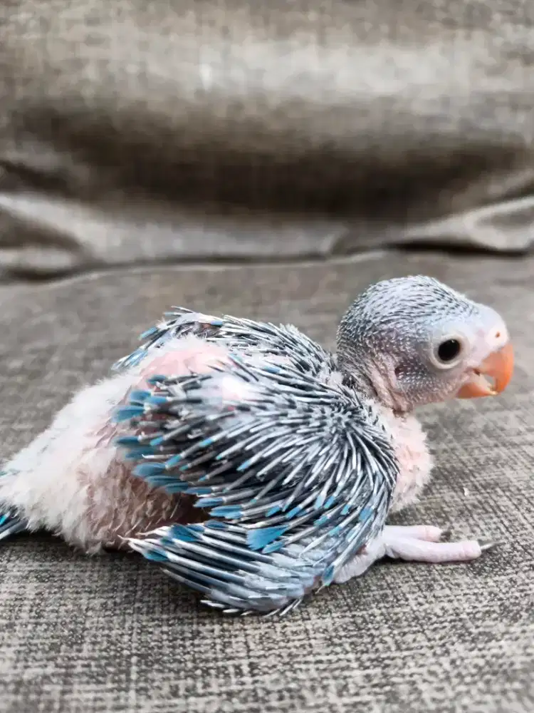 Burung Indian Ring Neck / IRN lolohan