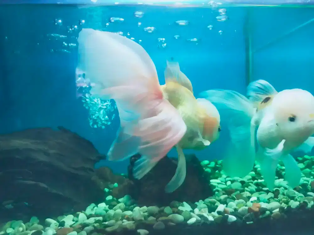 Jual ikan plus aquarium