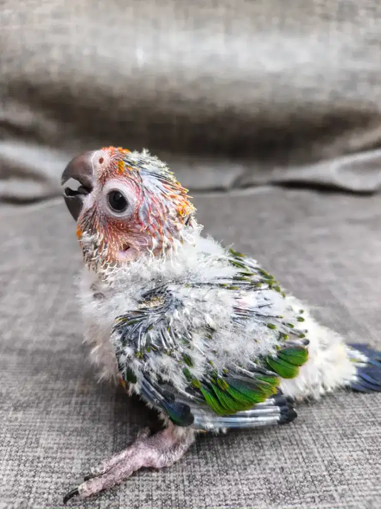 Burung Sun Conure anakan / lolohan
